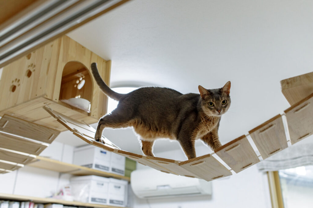 赤野住宅工房　猫ステーション