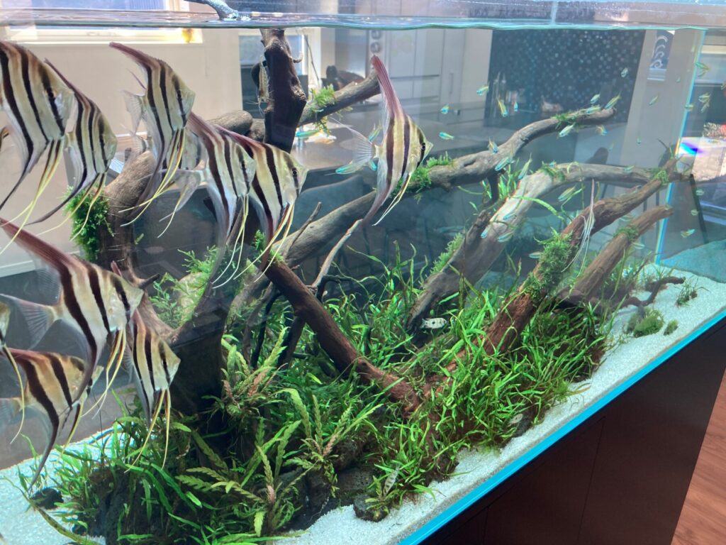 住まいる館 水槽