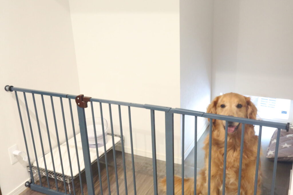住まいる館 犬