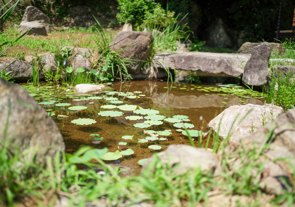 菅組 庭の池