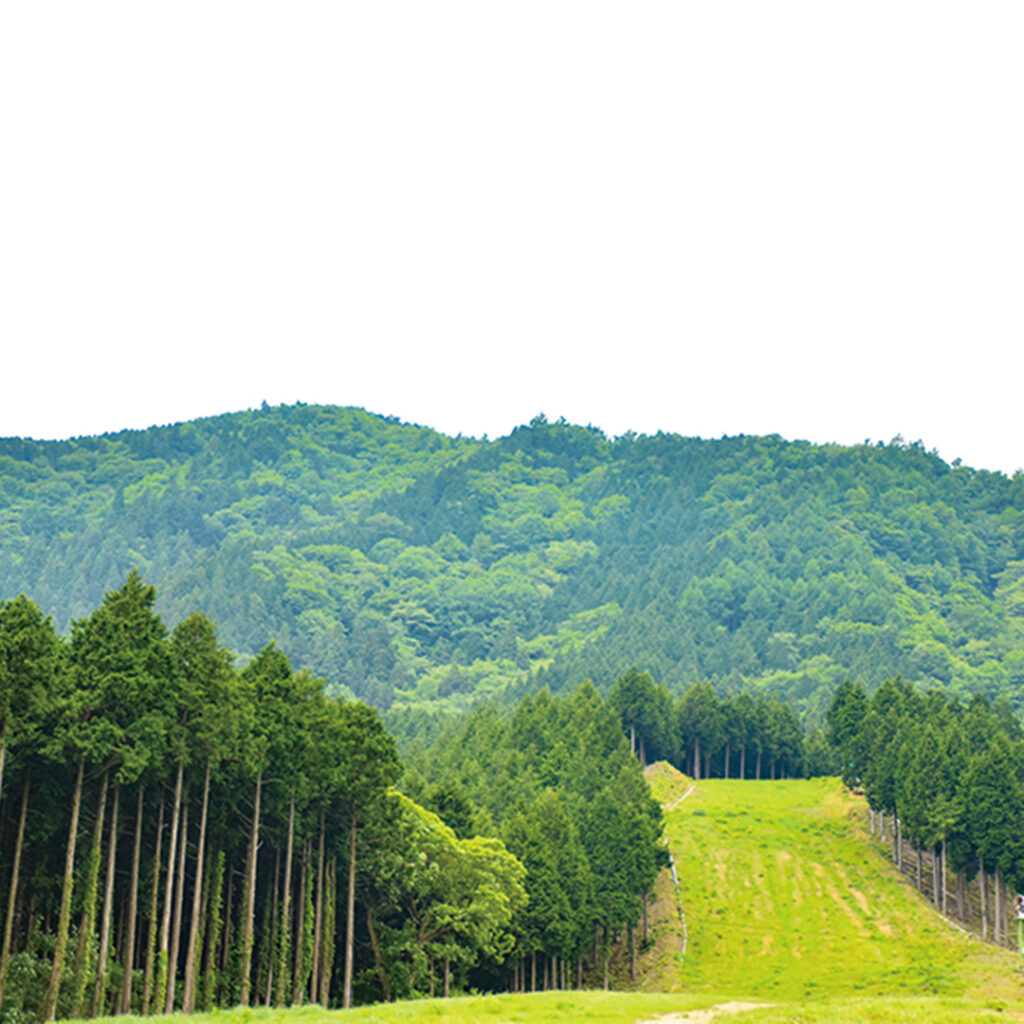 花見山