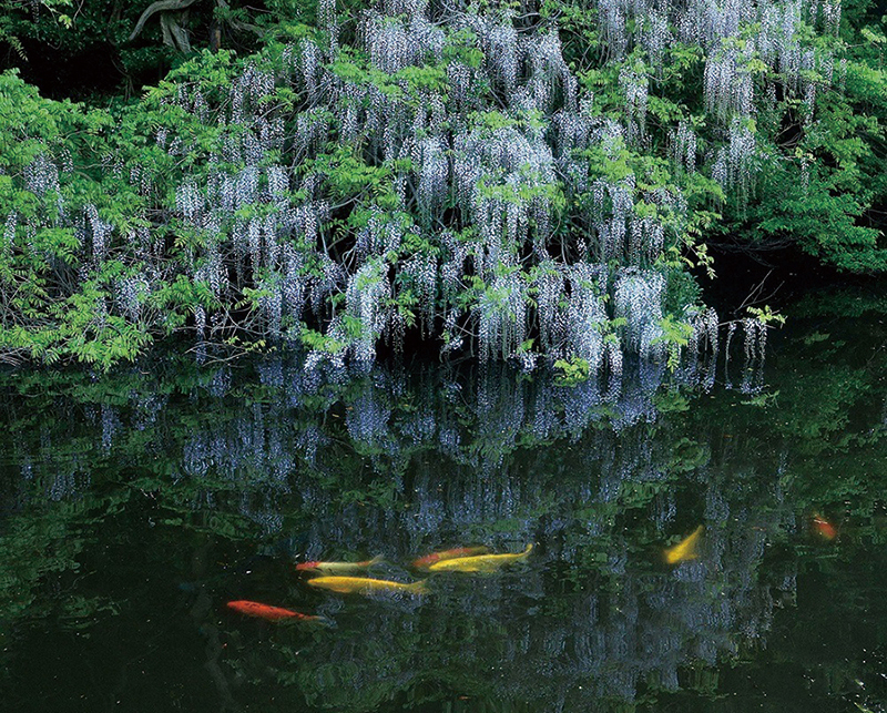 妙青寺庭園　Myoseiji Temple Garden