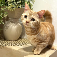 江郷建設 ペット