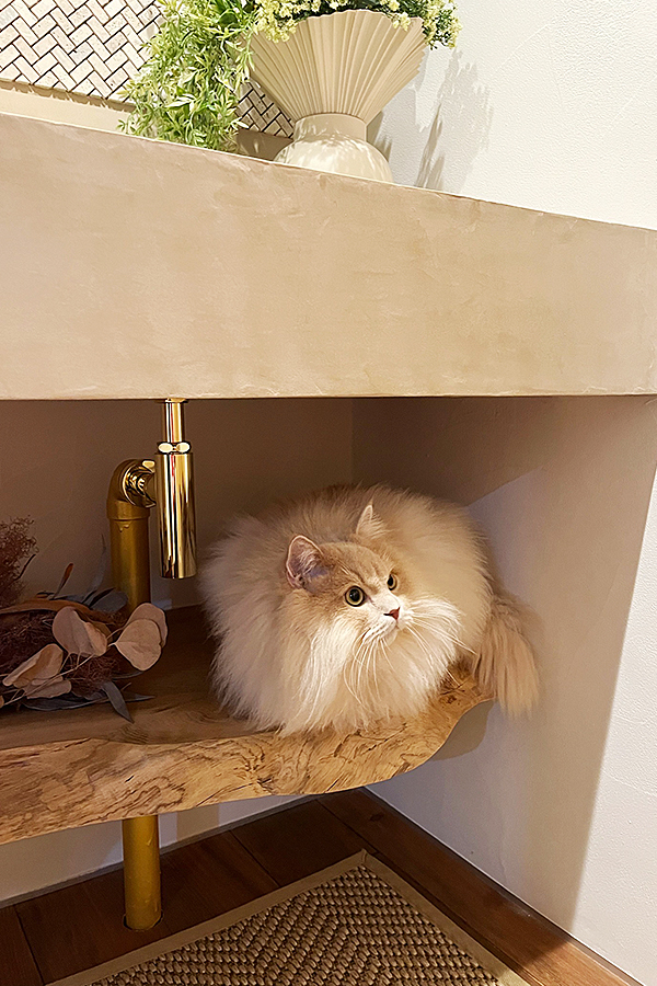江郷建設 猫