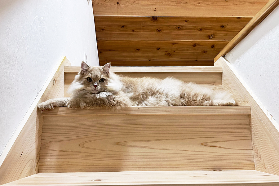 江郷建設 猫
