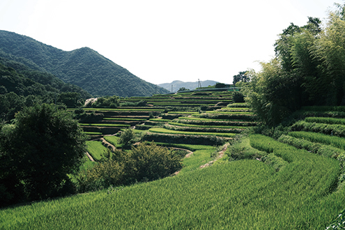 中山千枚田