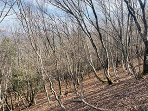 瀬戸内の名山 後山 木製階段を登る