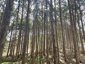 瀬戸内の名山 後山 登るにつれ景色が変わる