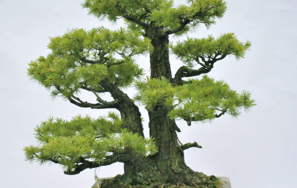 五葉松