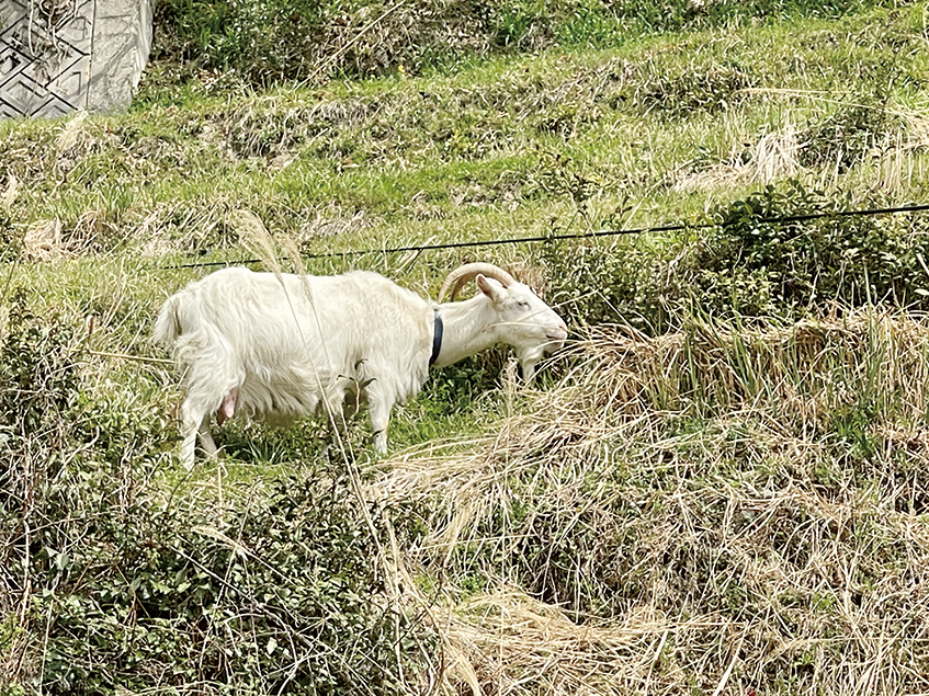 沿道の畑ではヤギが放し飼いにされていた。目を細め、モシャモシャと美味そうに草を食む姿が愛らしい。牧歌的な光景に心も和む。