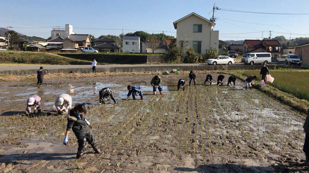 備後イグサの栽培