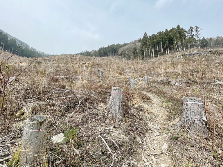 伐採された木の切り株に巻かれたピンクのテープに沿って進みながら一気に高度を上げていく。登り坂が延々と続き、空の雲が徐々に近くに感じるようになる。