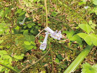 道端には愛らしい山野草