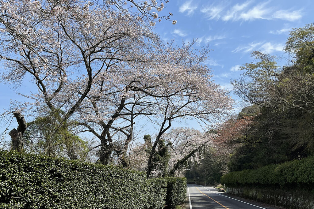 桃色のトンネル