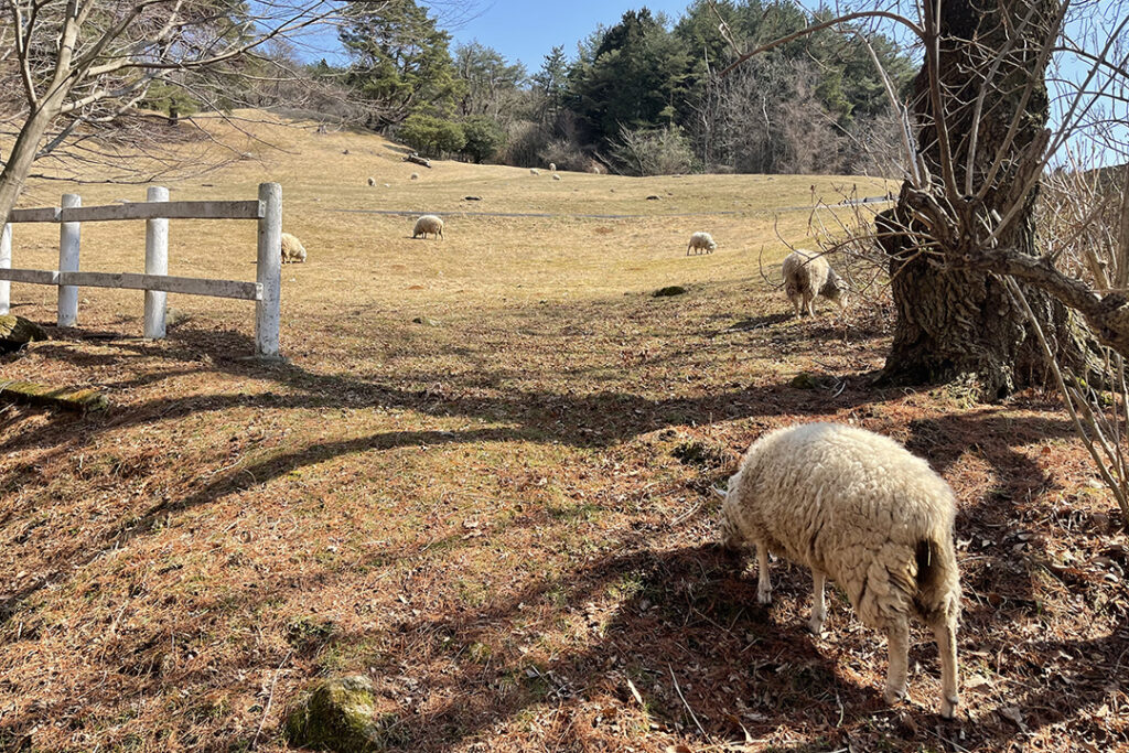 「奥摩耶ドライブウェイ」に入ると、沿道に「六甲山牧場」の牧草地が広がっている。ここには羊などが放牧されており、のどかな高原風景に癒やされる。