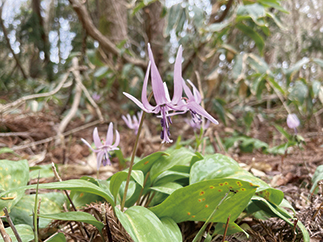 紫の花たちがお出迎え