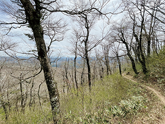 山頂までの道のり