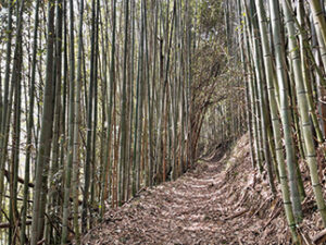 両側が竹林の道を進む
