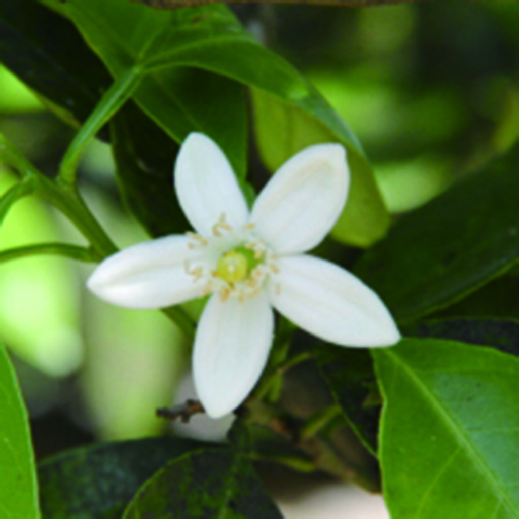 夏みかんの花