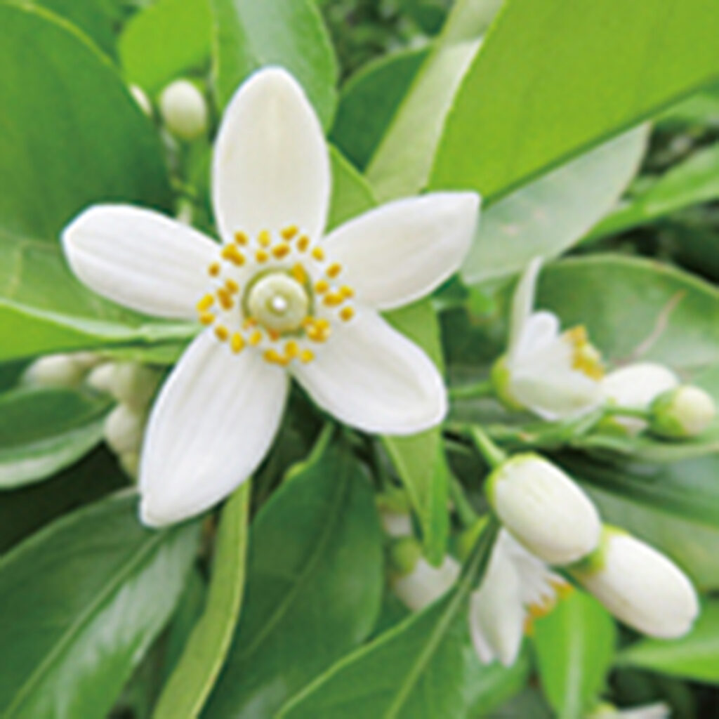 みかんの花