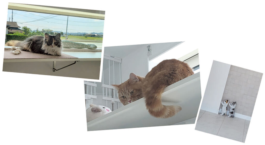 ウエル 愛猫画像