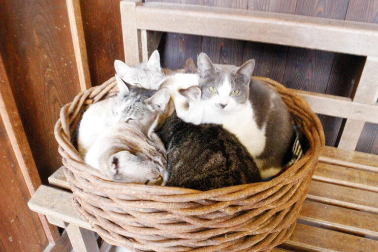 猫