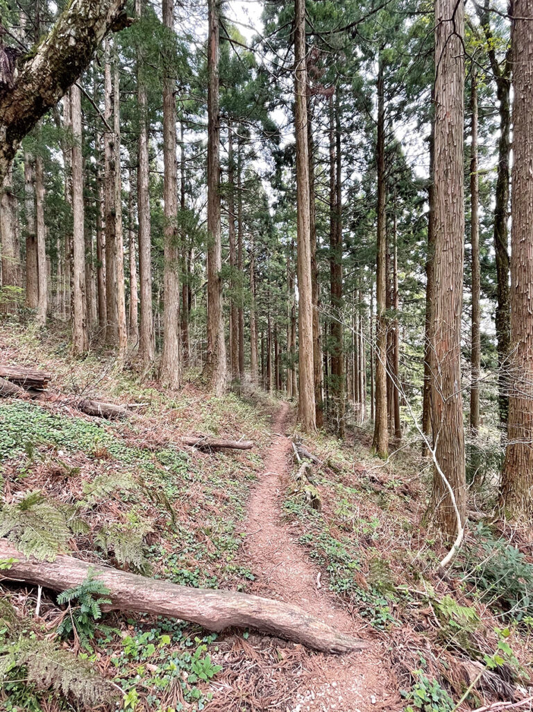 風格ある巨大な寂地杉が密集する森の中