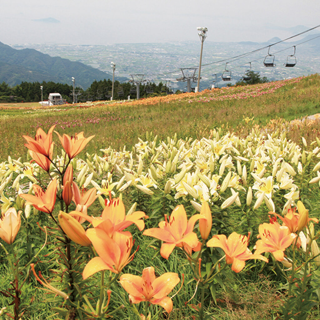 雲辺寺山（うんぺんじさん）