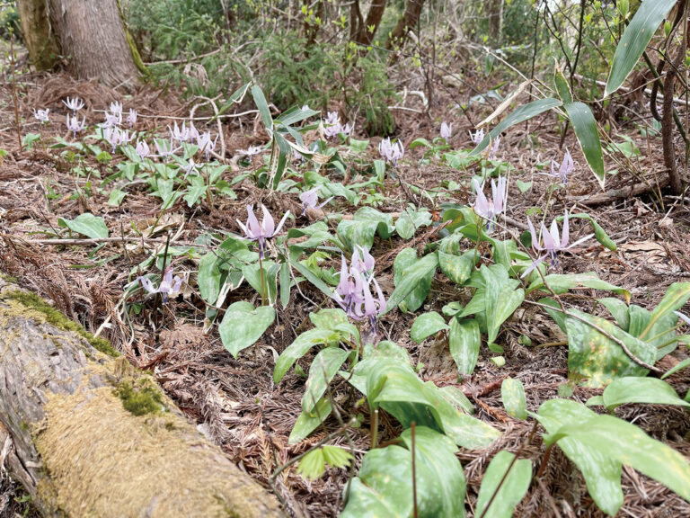 カタクリの花
