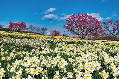 国営備北丘陵公園