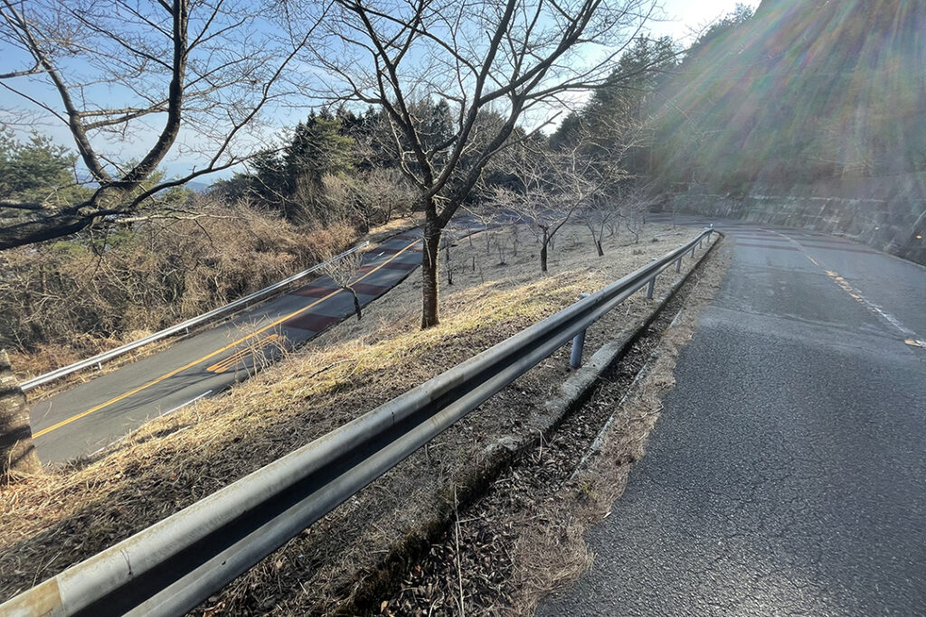 桜の木が立ち並ぶ沿道