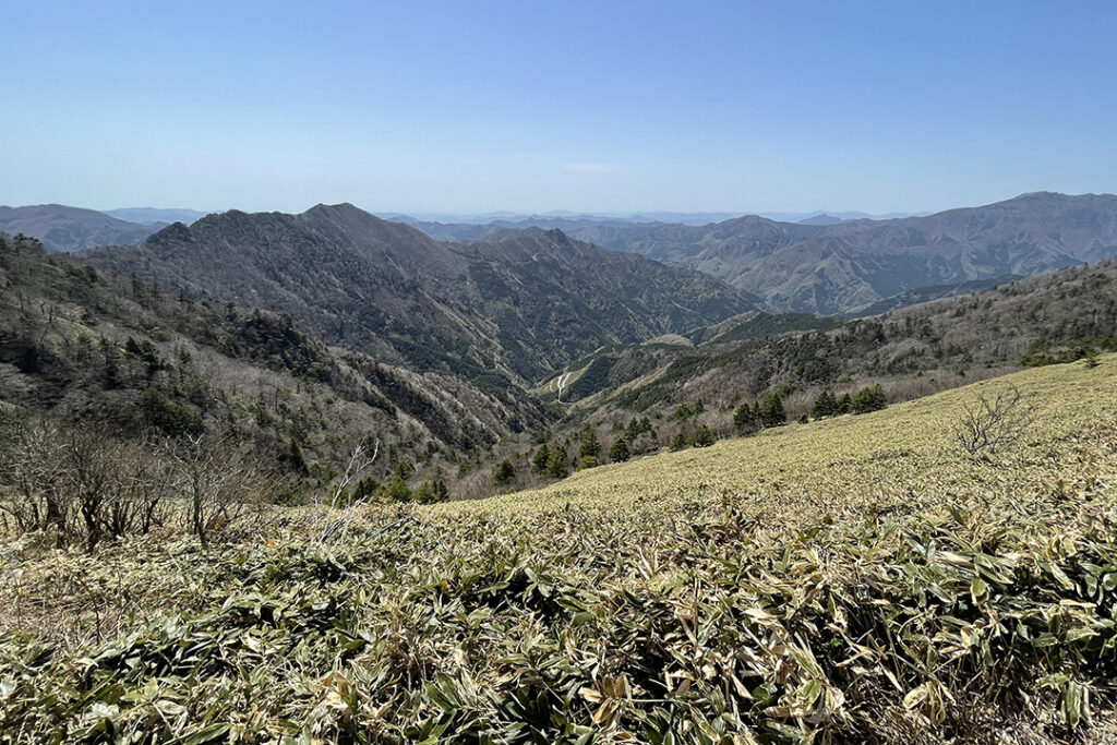 緑の美しい広大な笹原