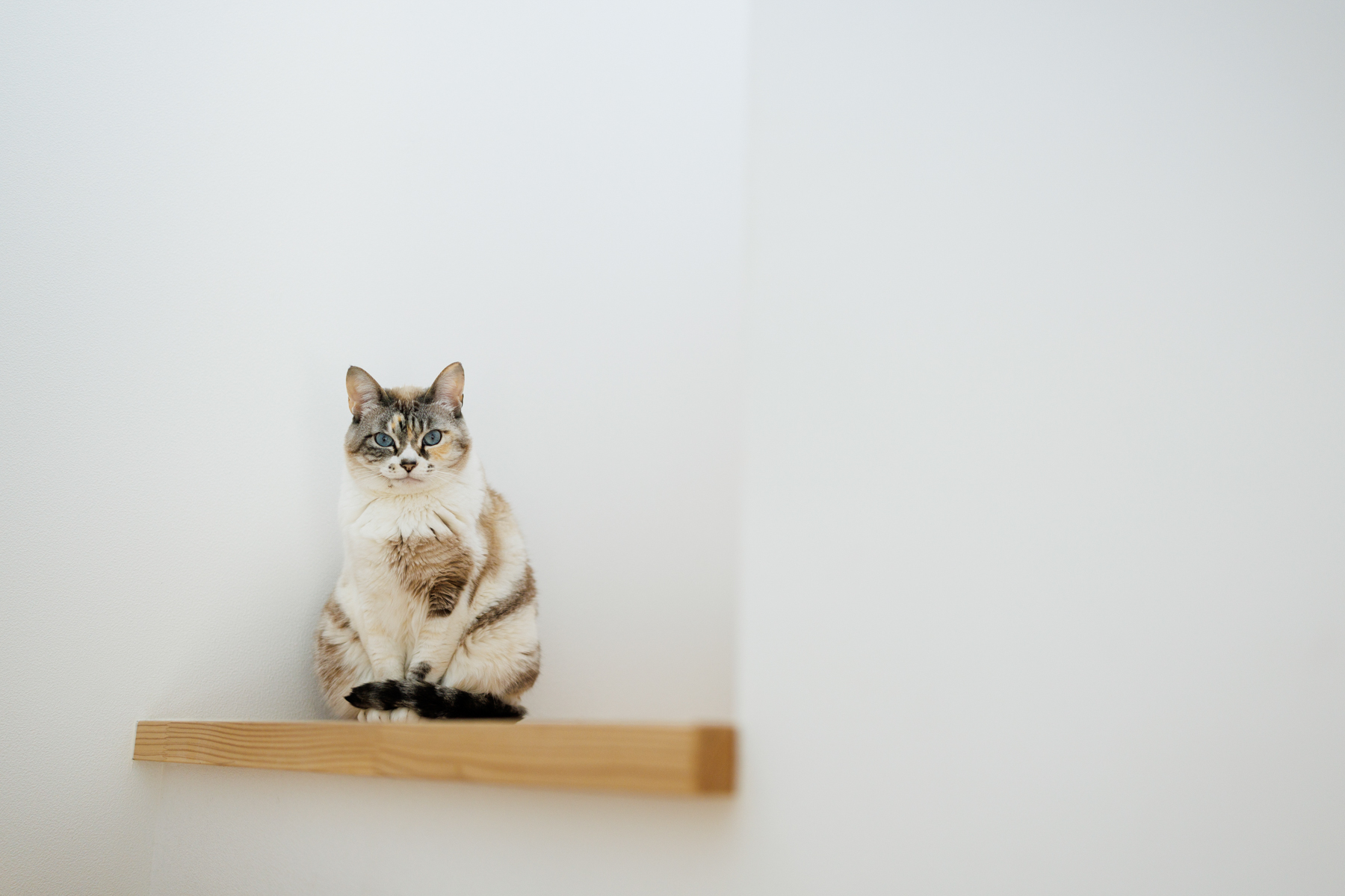 イロハクラフト 猫